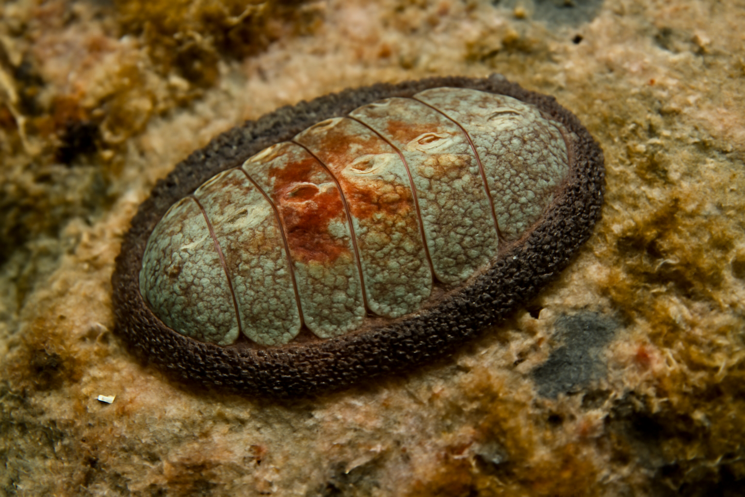 Lepidopleurus