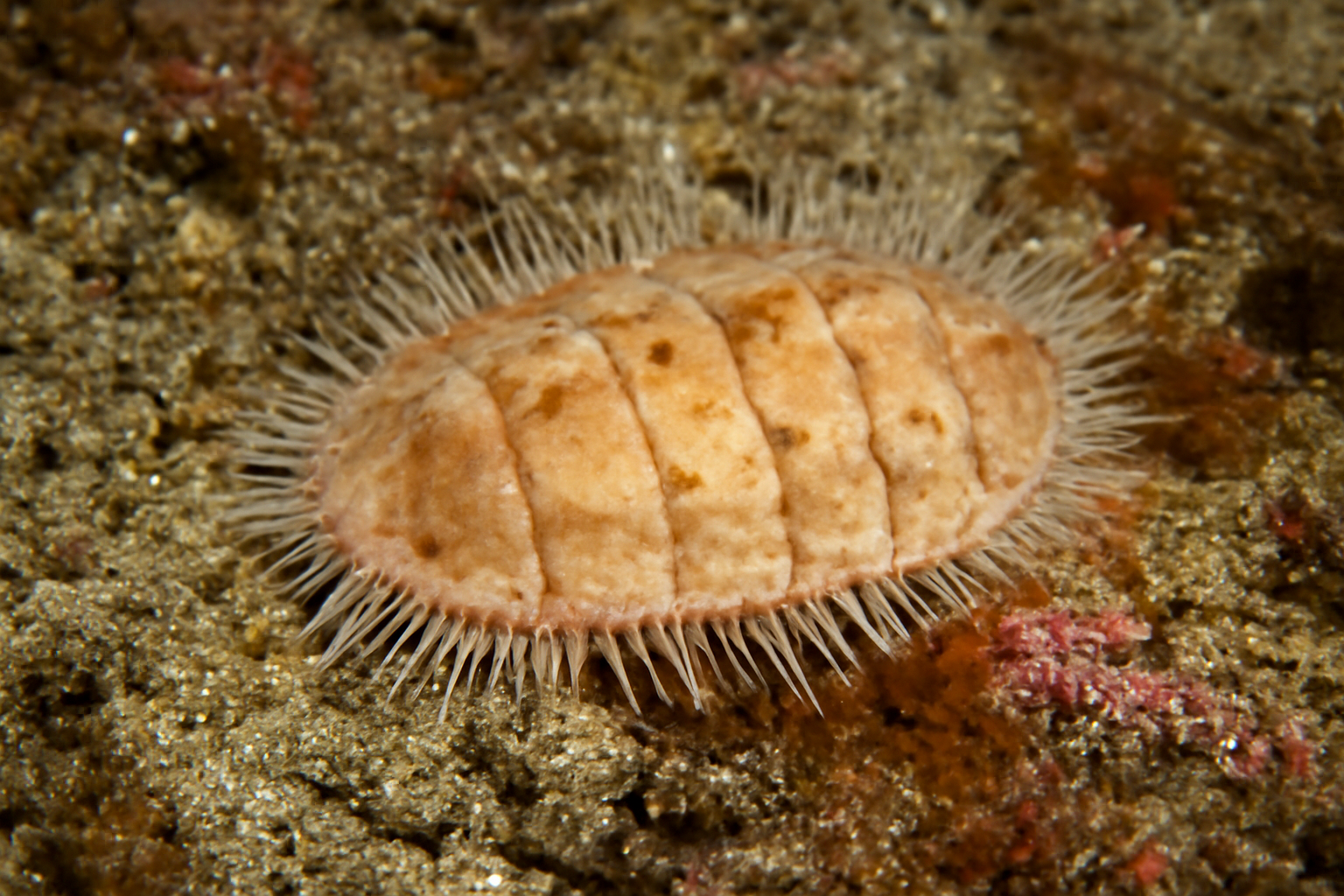 Hanleya