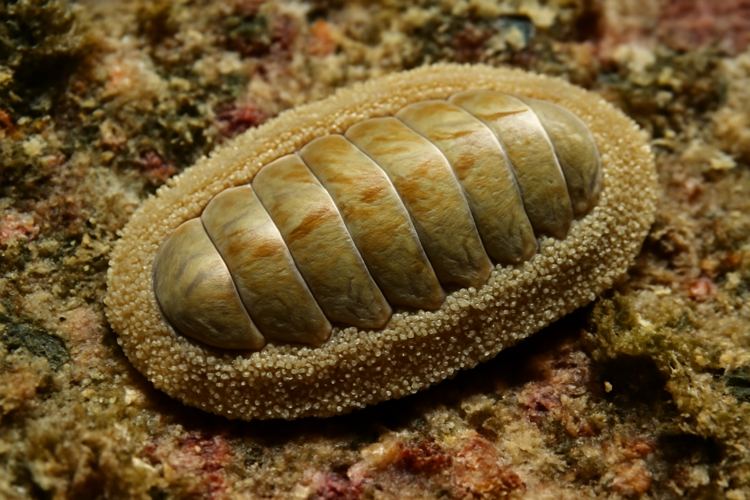 Protochiton