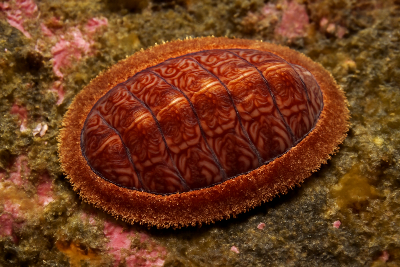 Tonicella