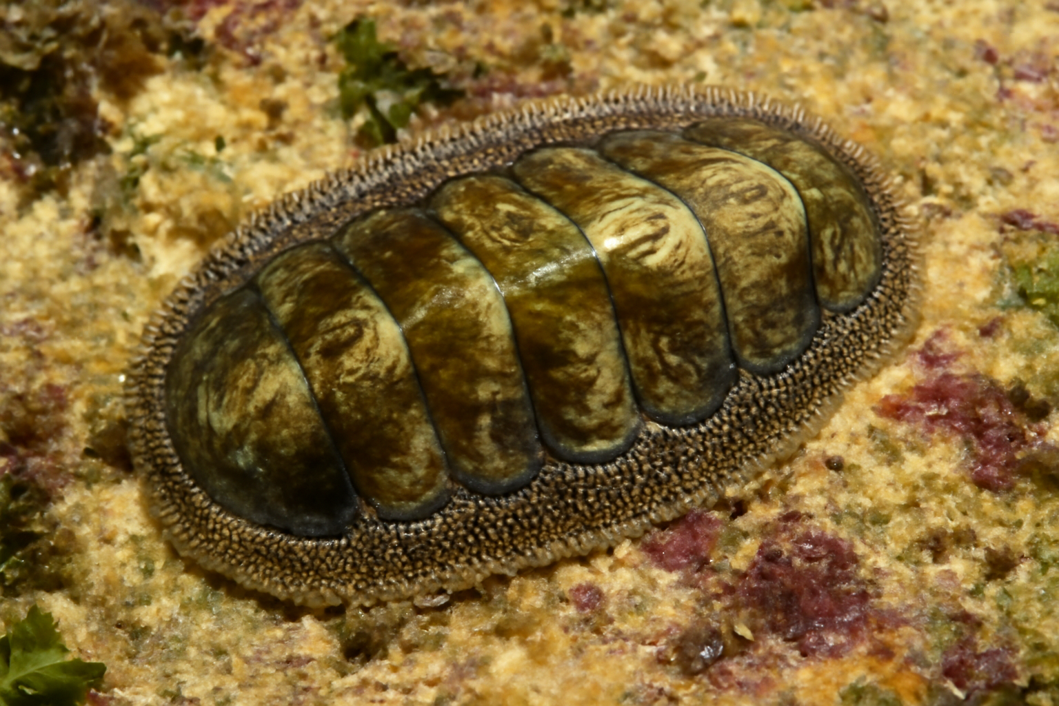Liolophura
