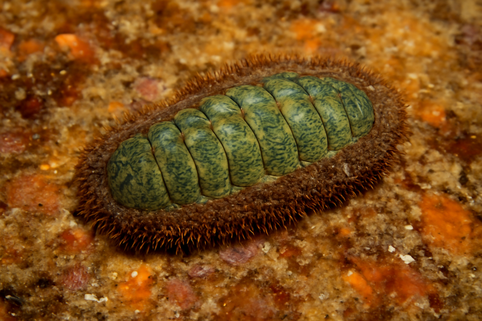 Acanthochitona