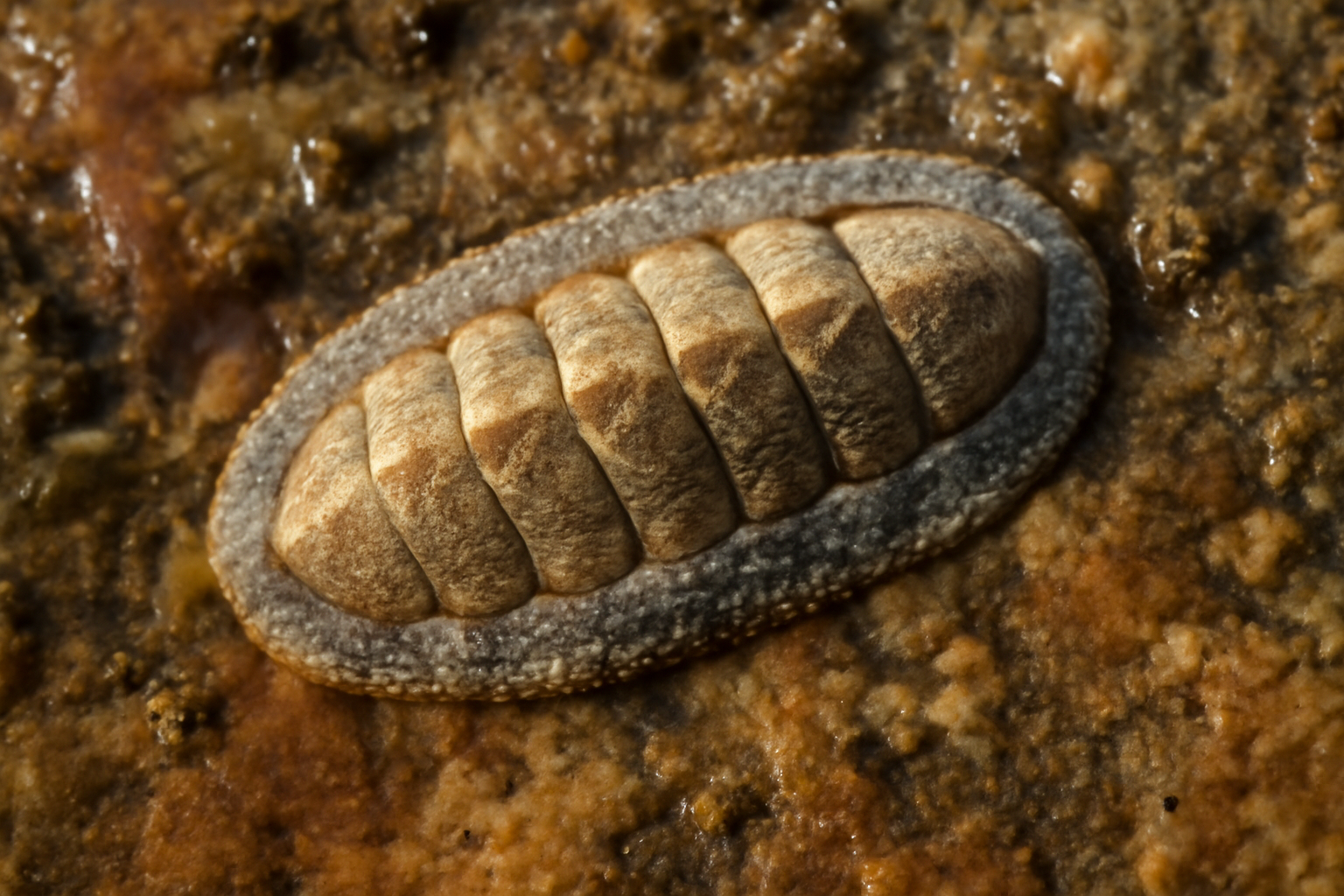 Lepidochitona