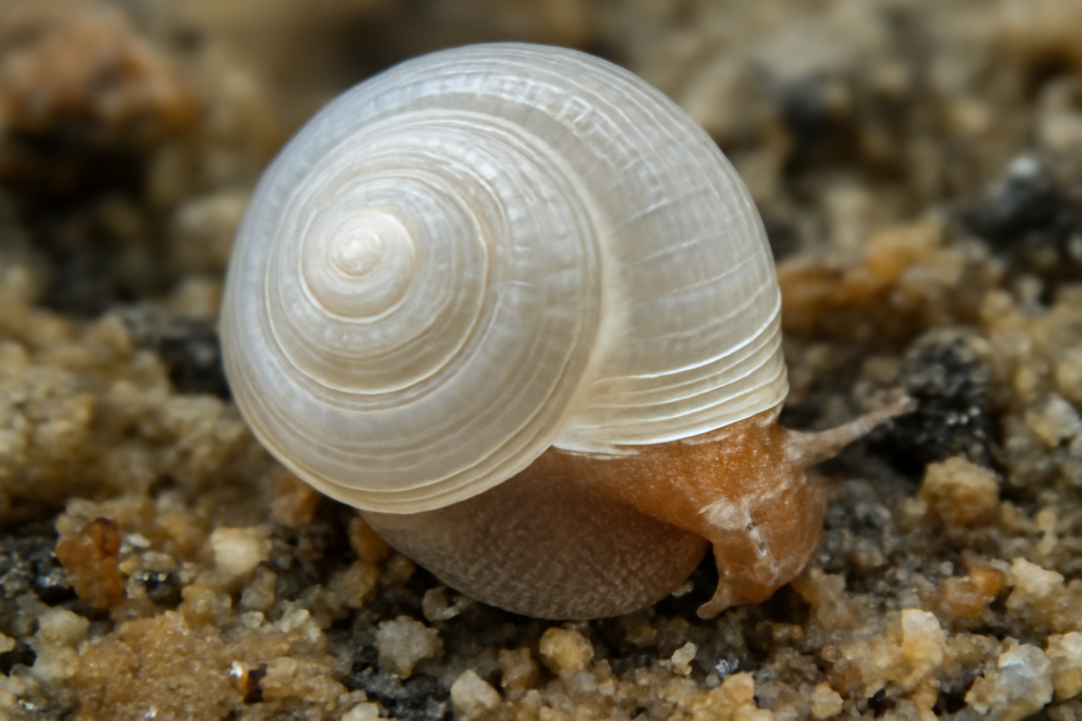 Cirsonella