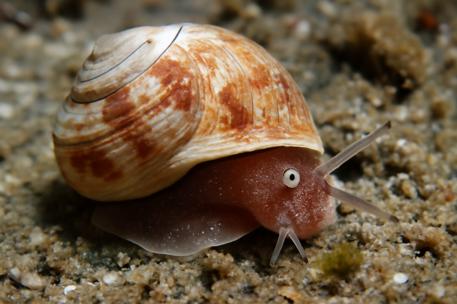 Homalopoma