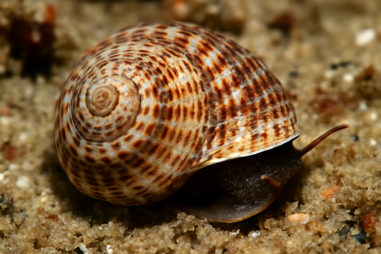 Leptothyra
