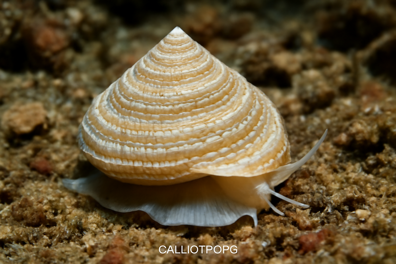Calliotropis