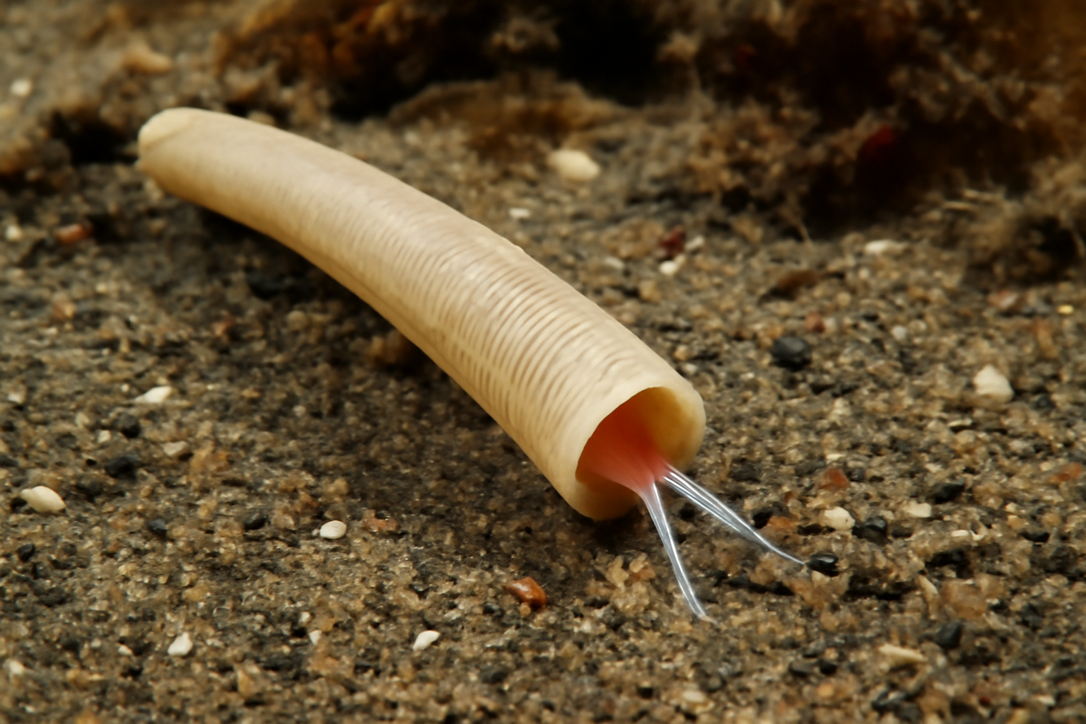 Fissidentalium
