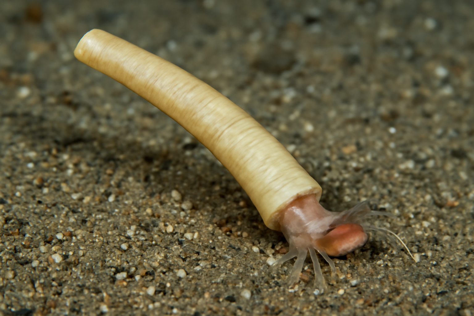Laevidentalium