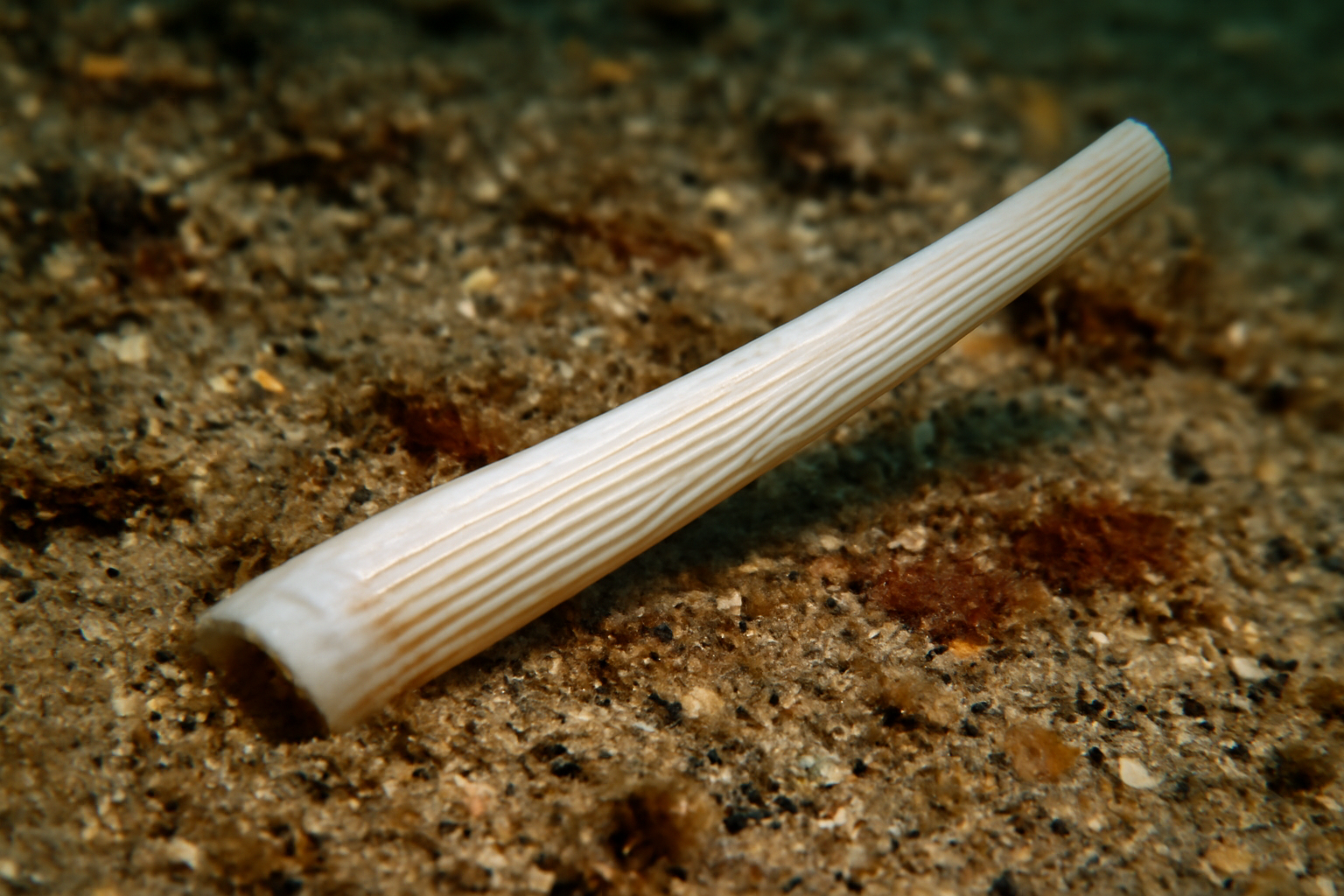 Striodentalium