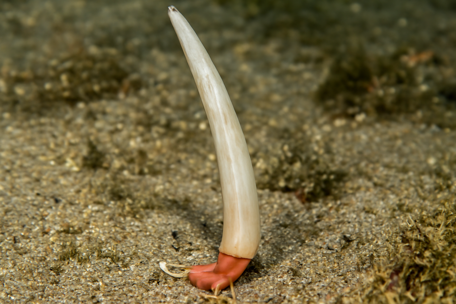 Tusk Shells
