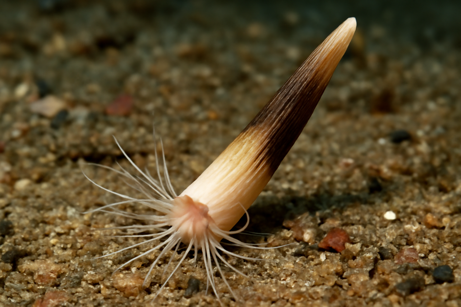 Coccodentalium