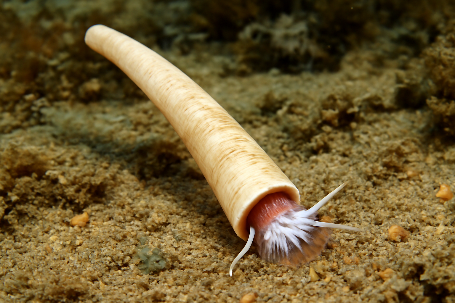 Fissidentalium