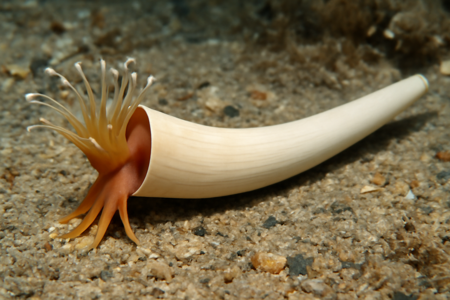 Laevidentalium