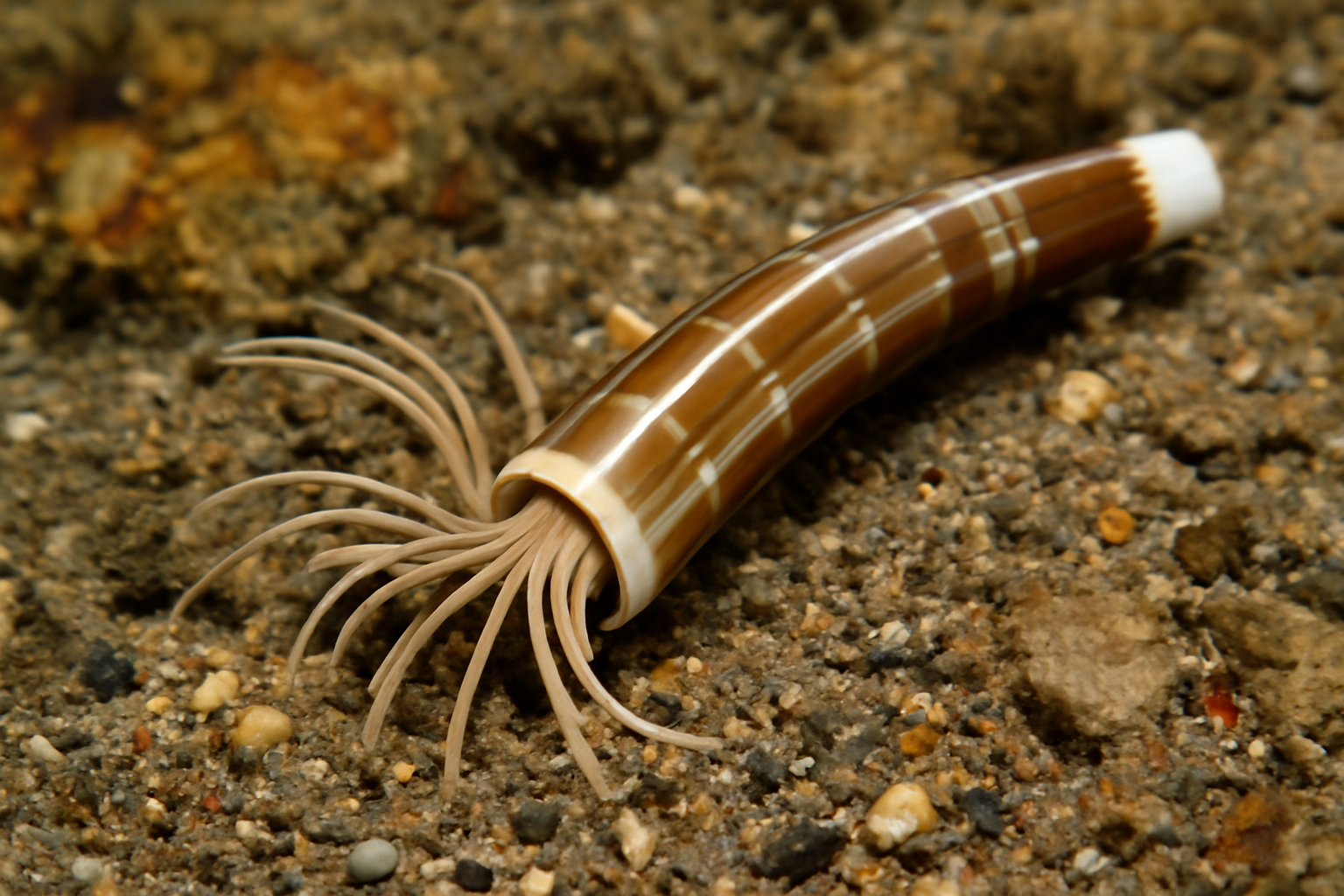 Pictodentalium