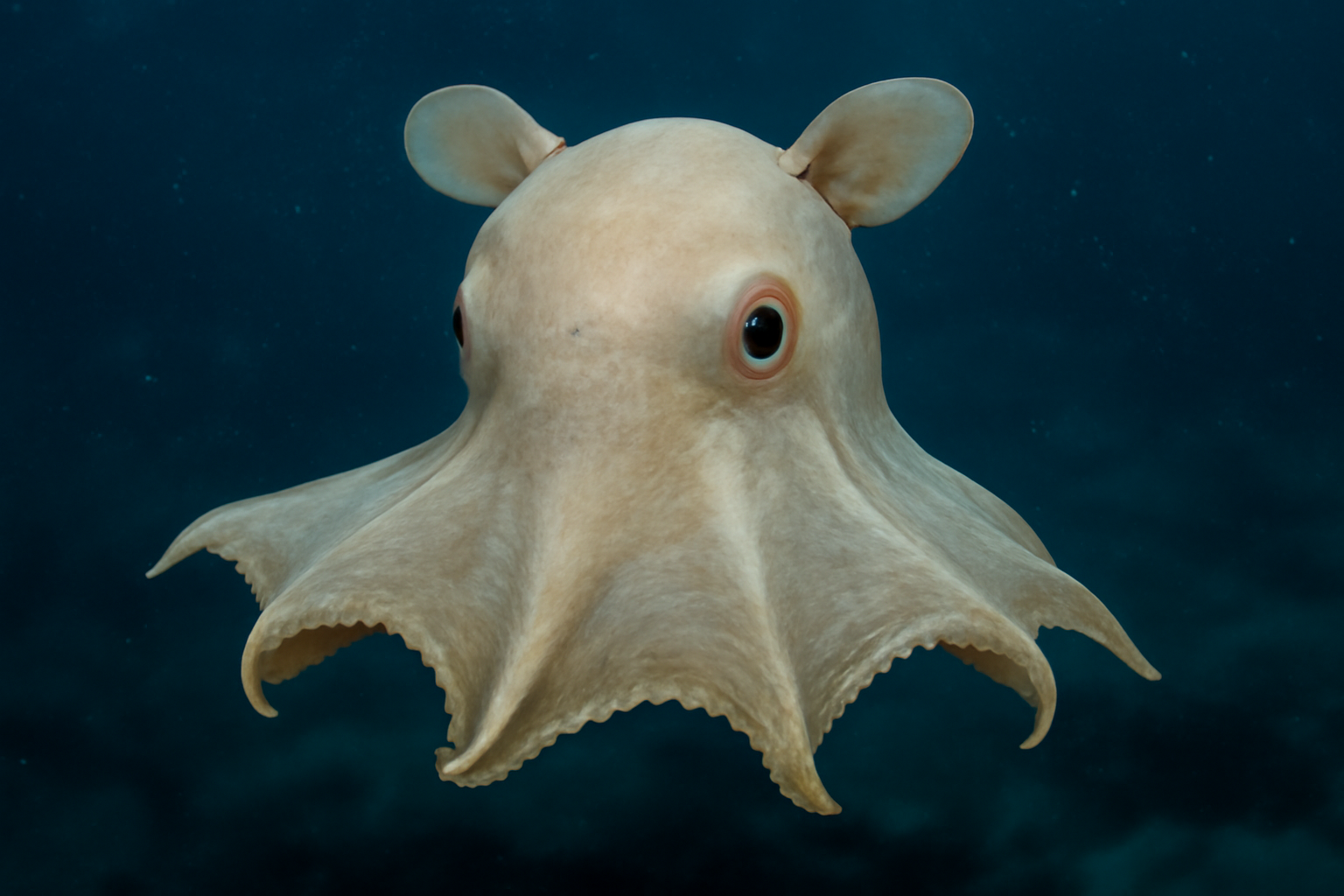 Bathyscaphus