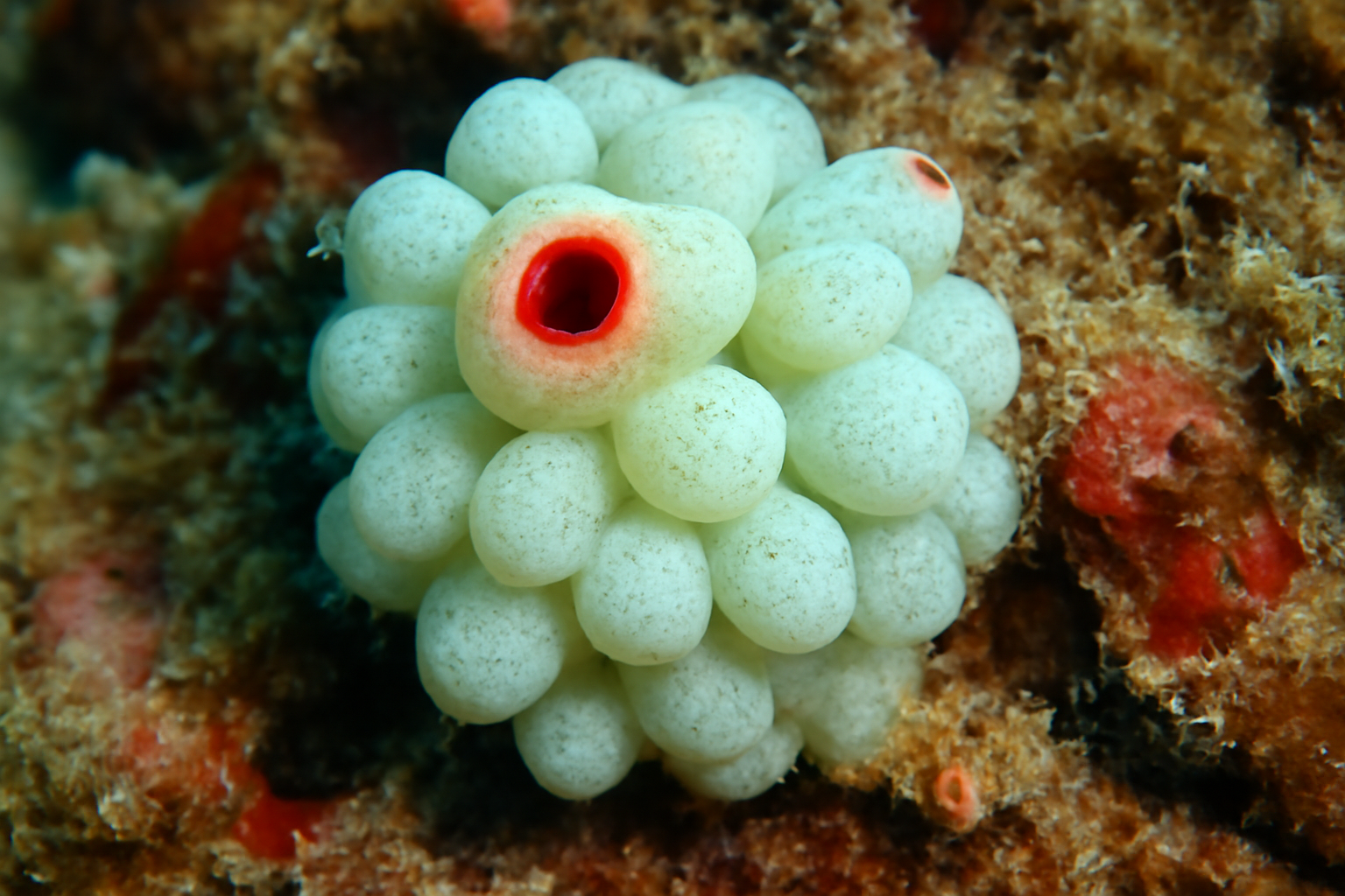 Dischides
