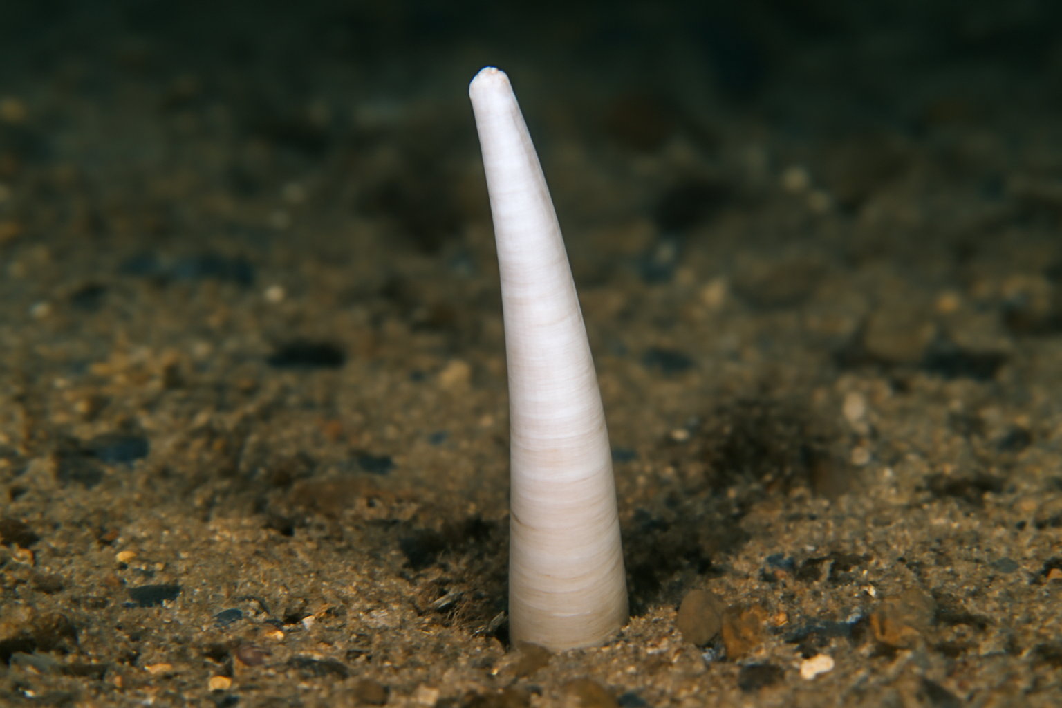 Entalinopsis