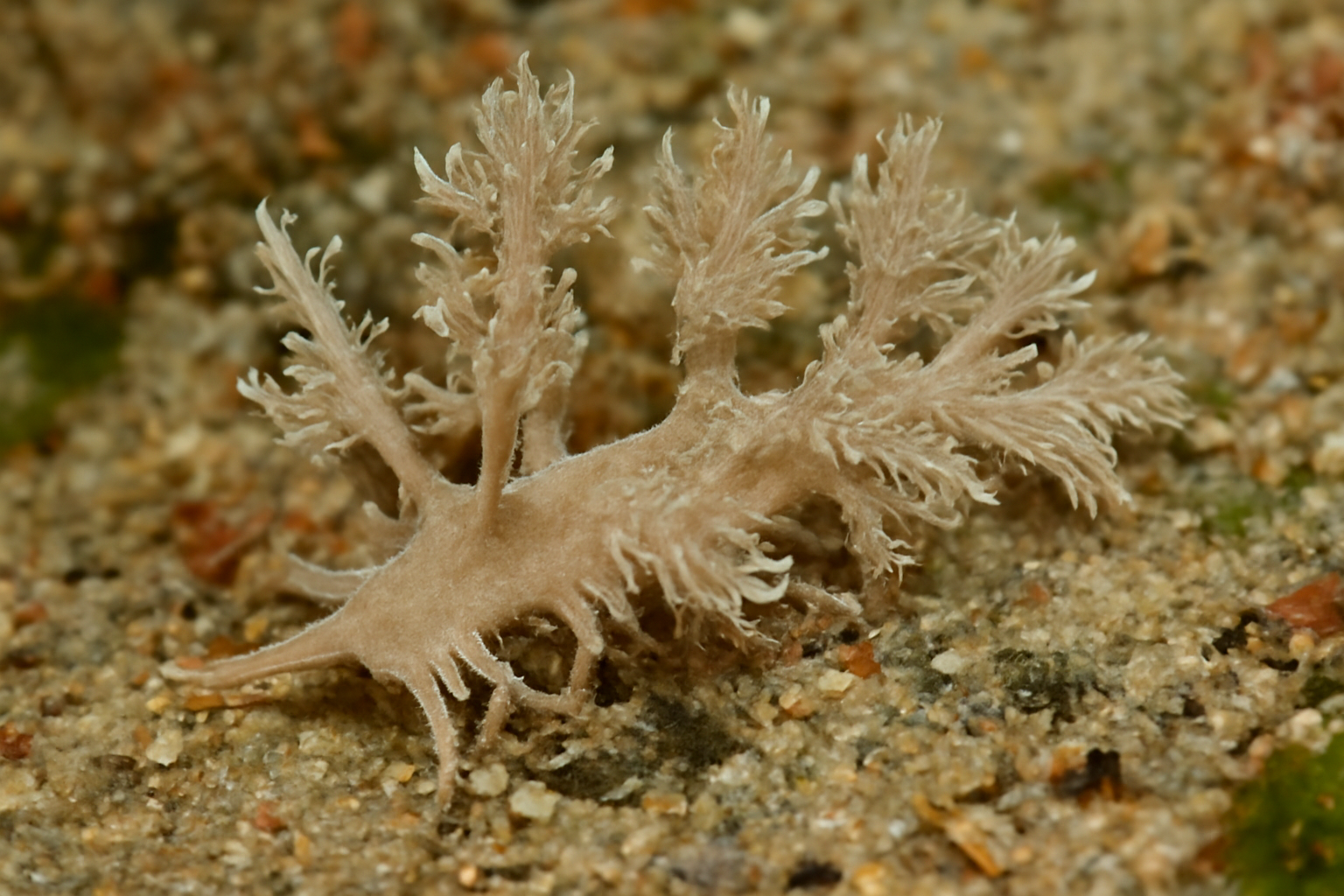Hancockia
