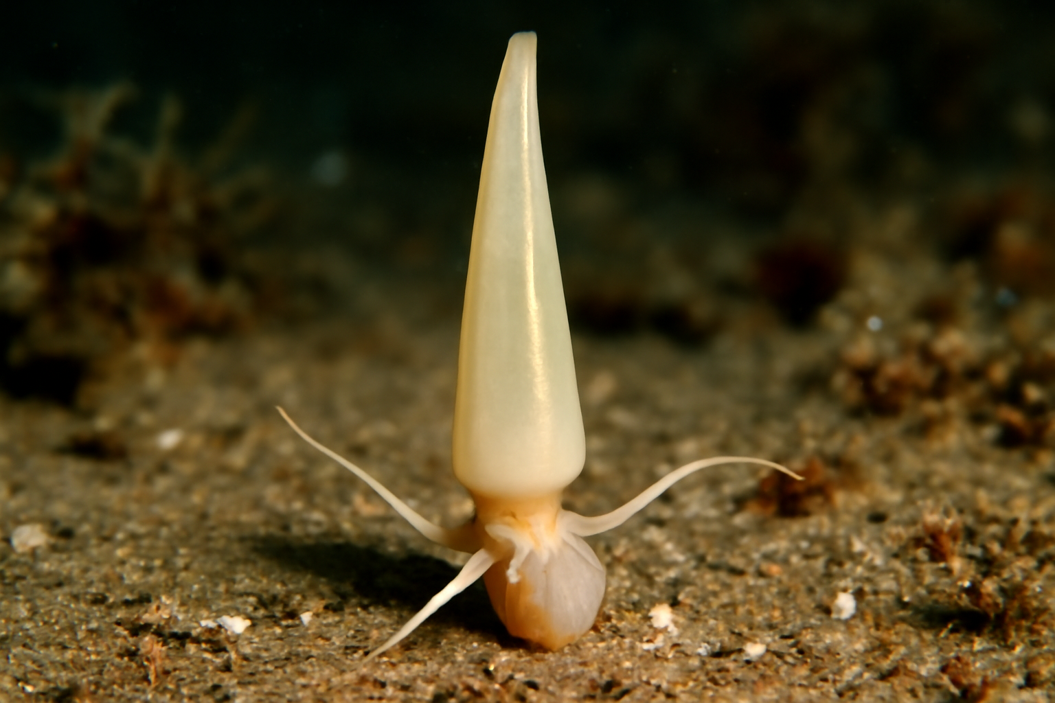 Polyschides