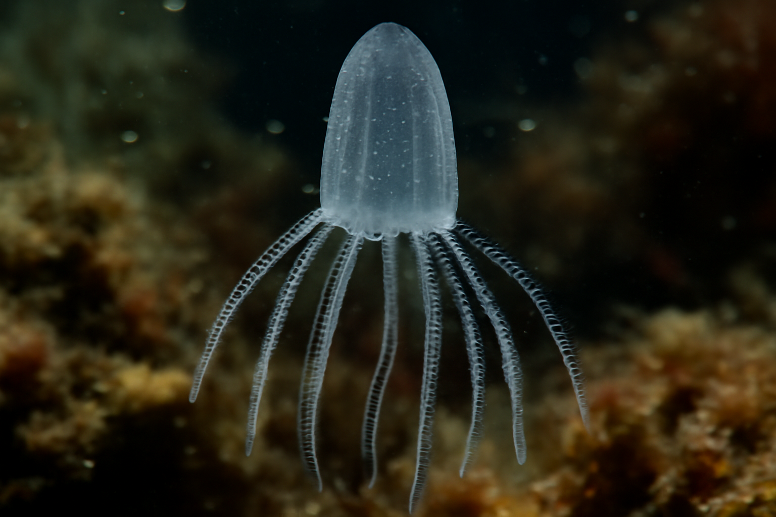 Rhabdus