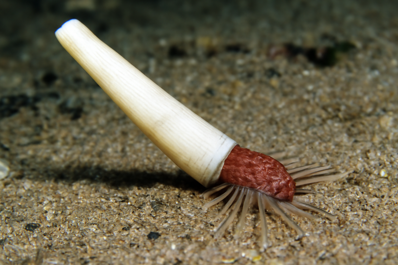 Siphonodentalium