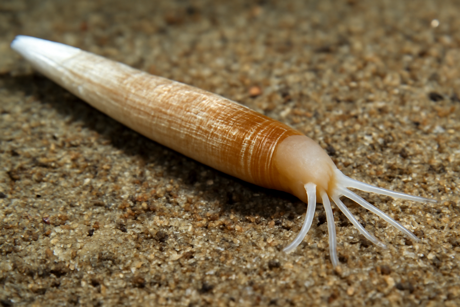 Spadentalium