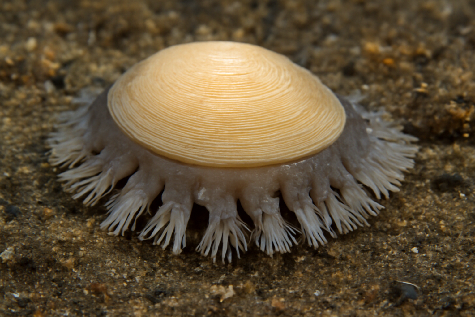 Veleropilina