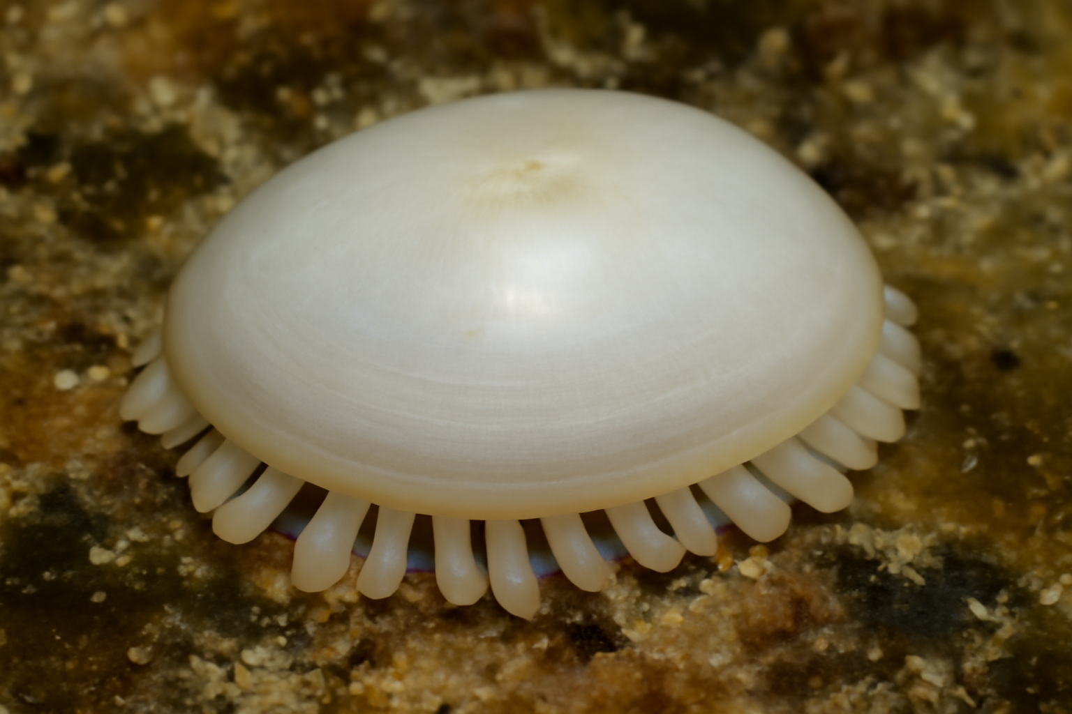 Laevipilina