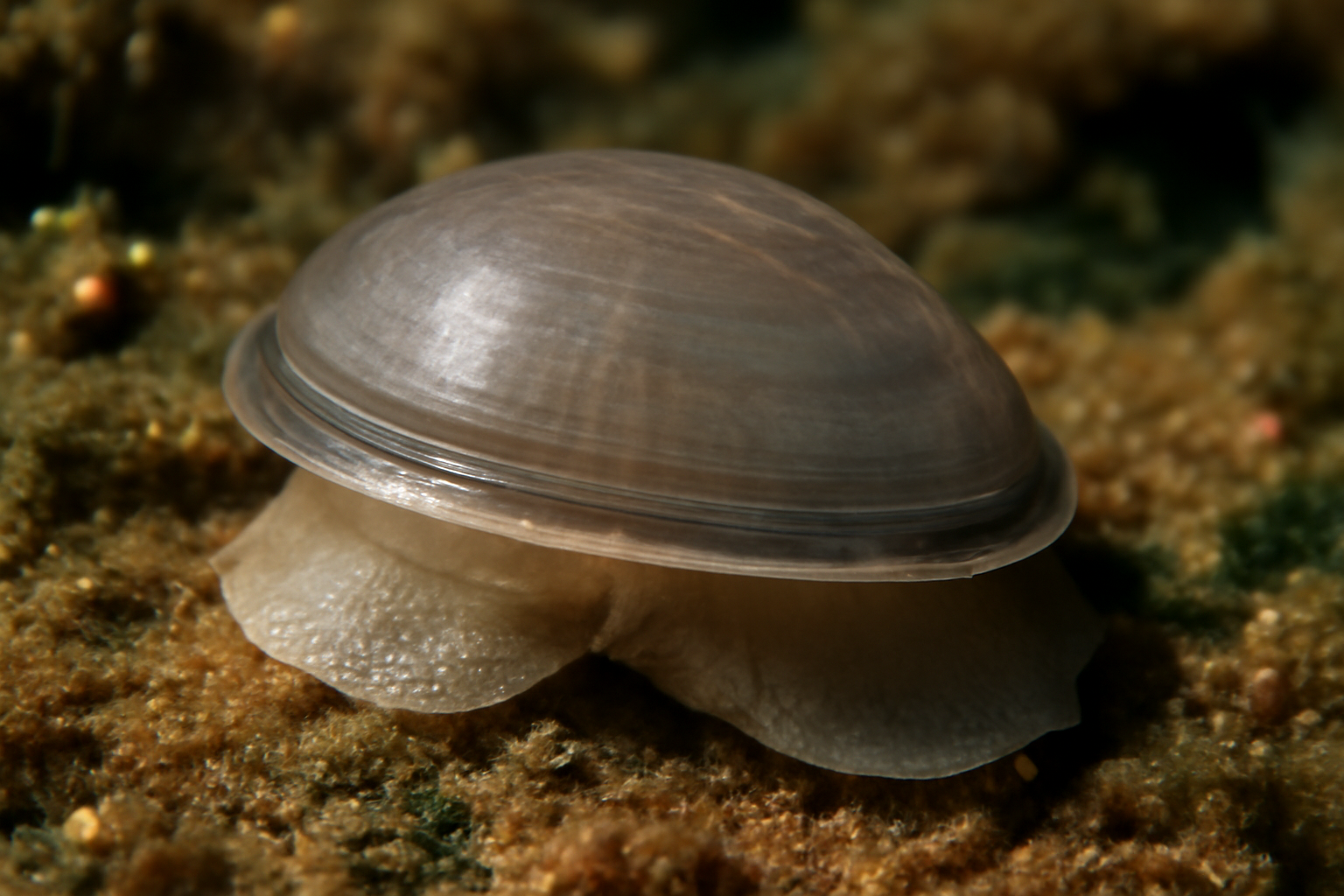 Micropilina