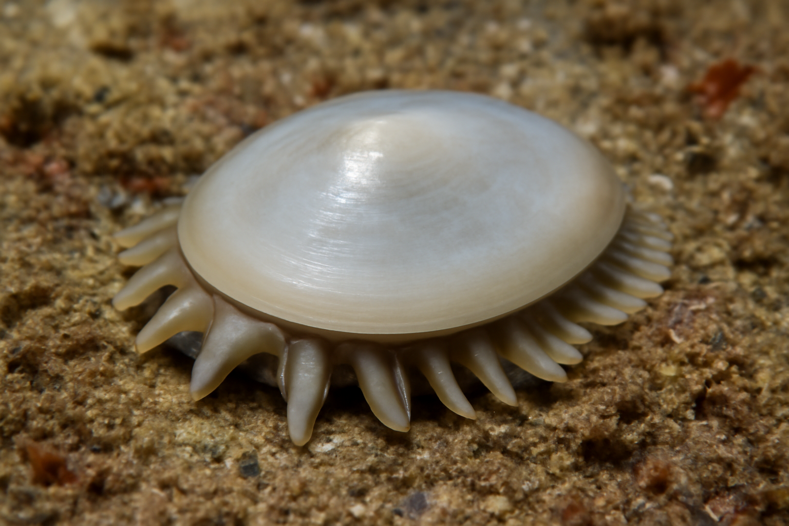 Veleropilina