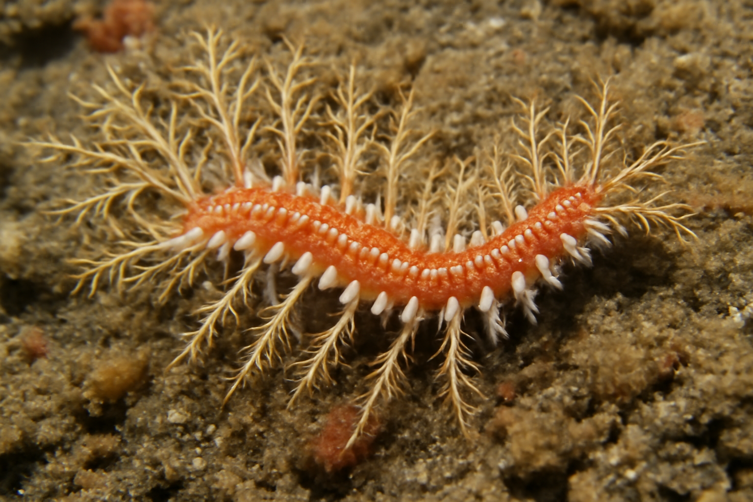 Branch Fireworm