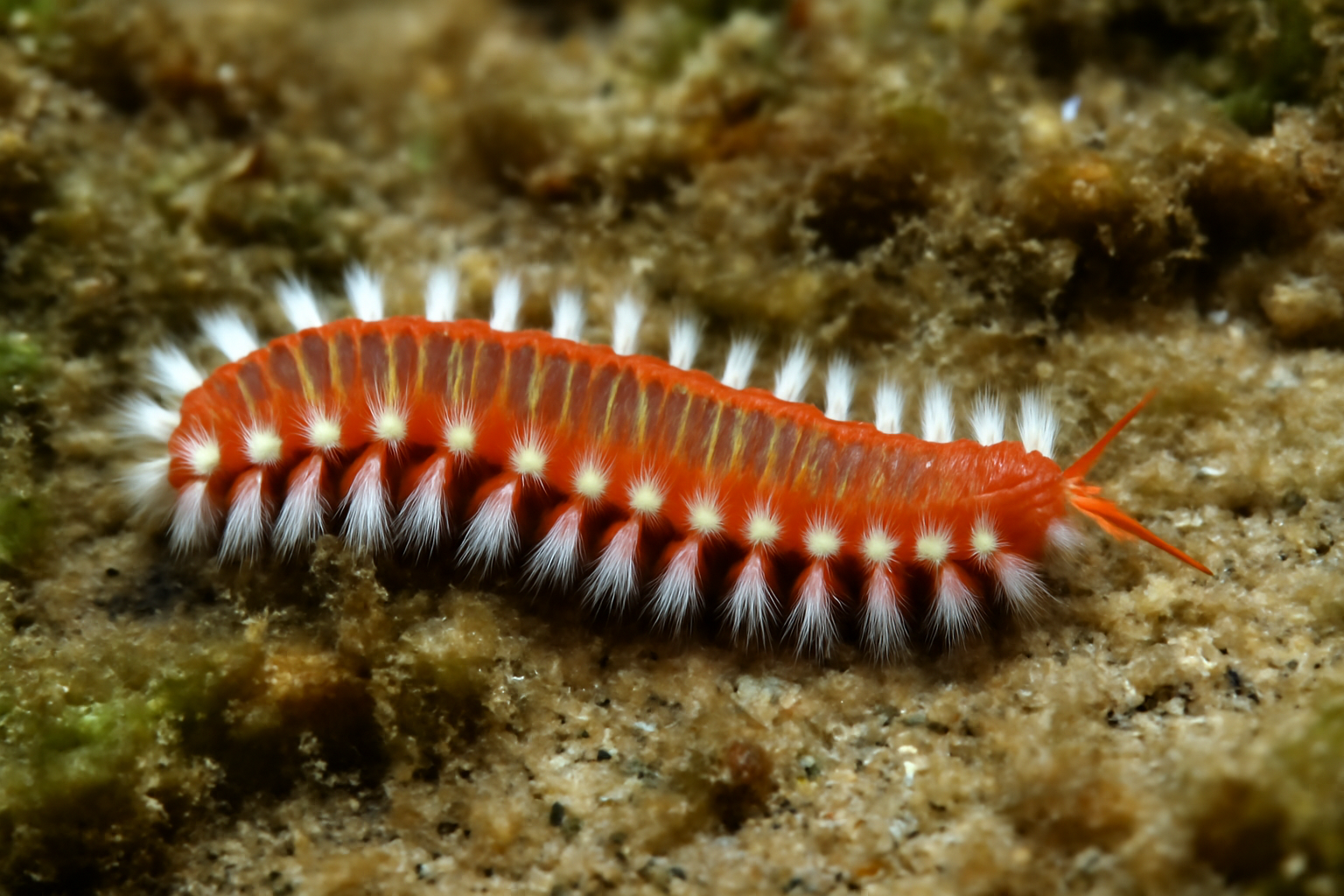 Hippolyte's Fireworm