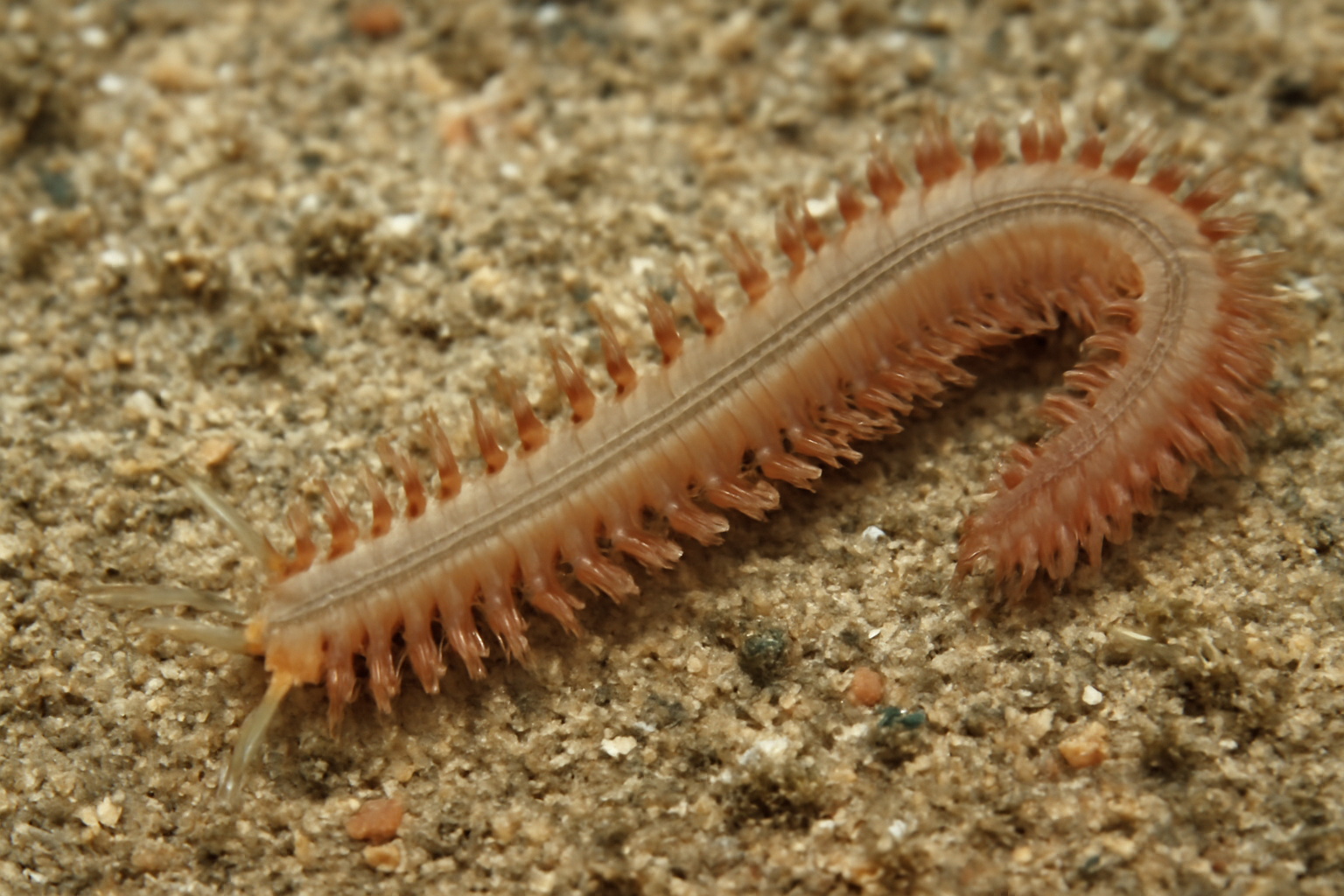 Linopherus