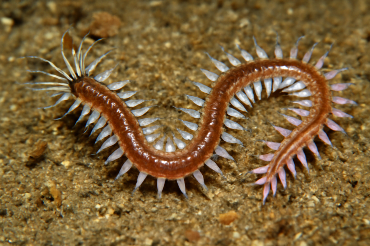 Amblyosyllis