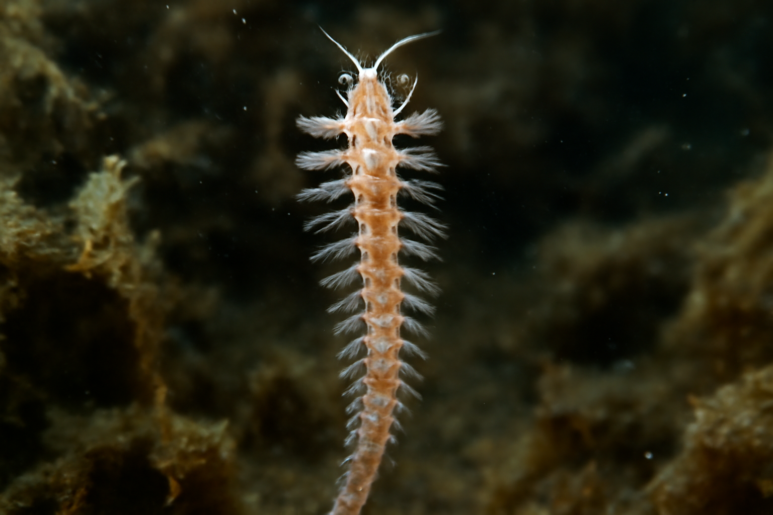 Myrianida