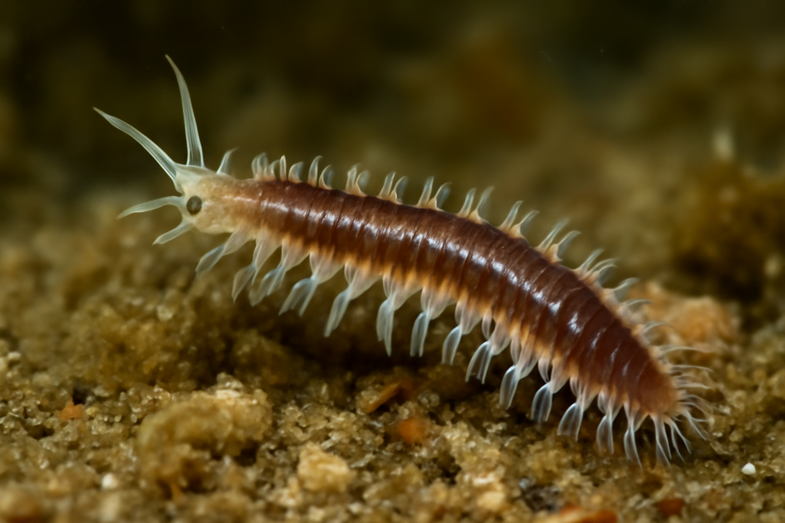Pseudosyllis
