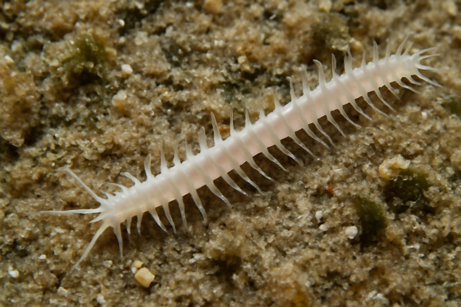 Streptosyllis
