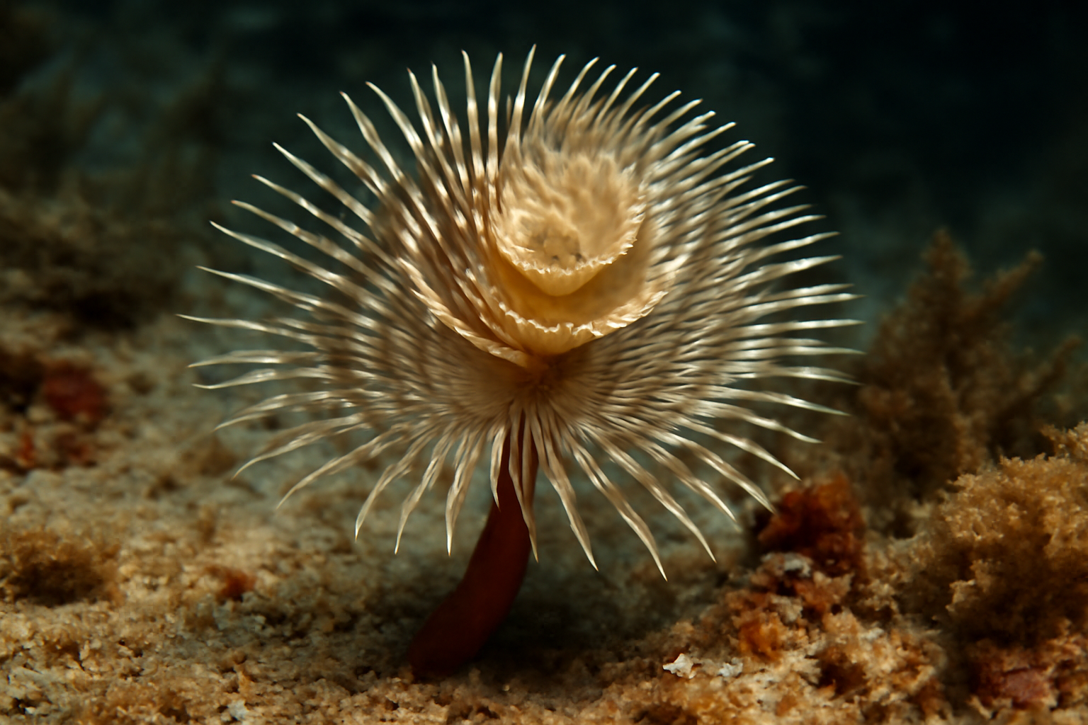 Amphitrite