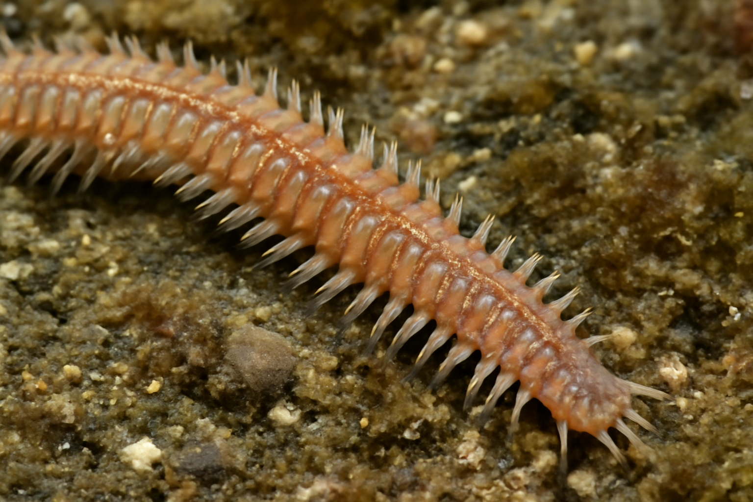 Perinereis