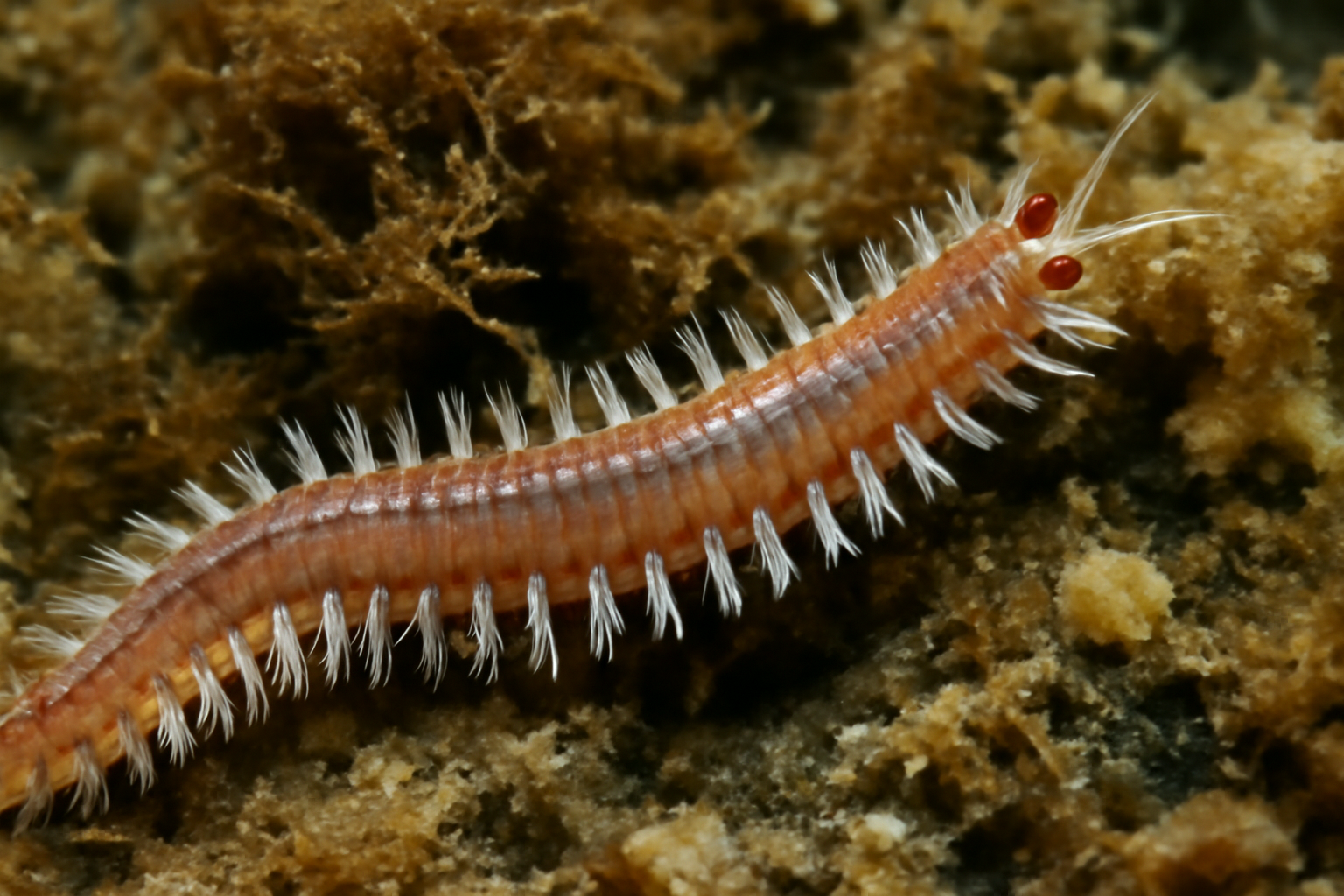 Platynereis