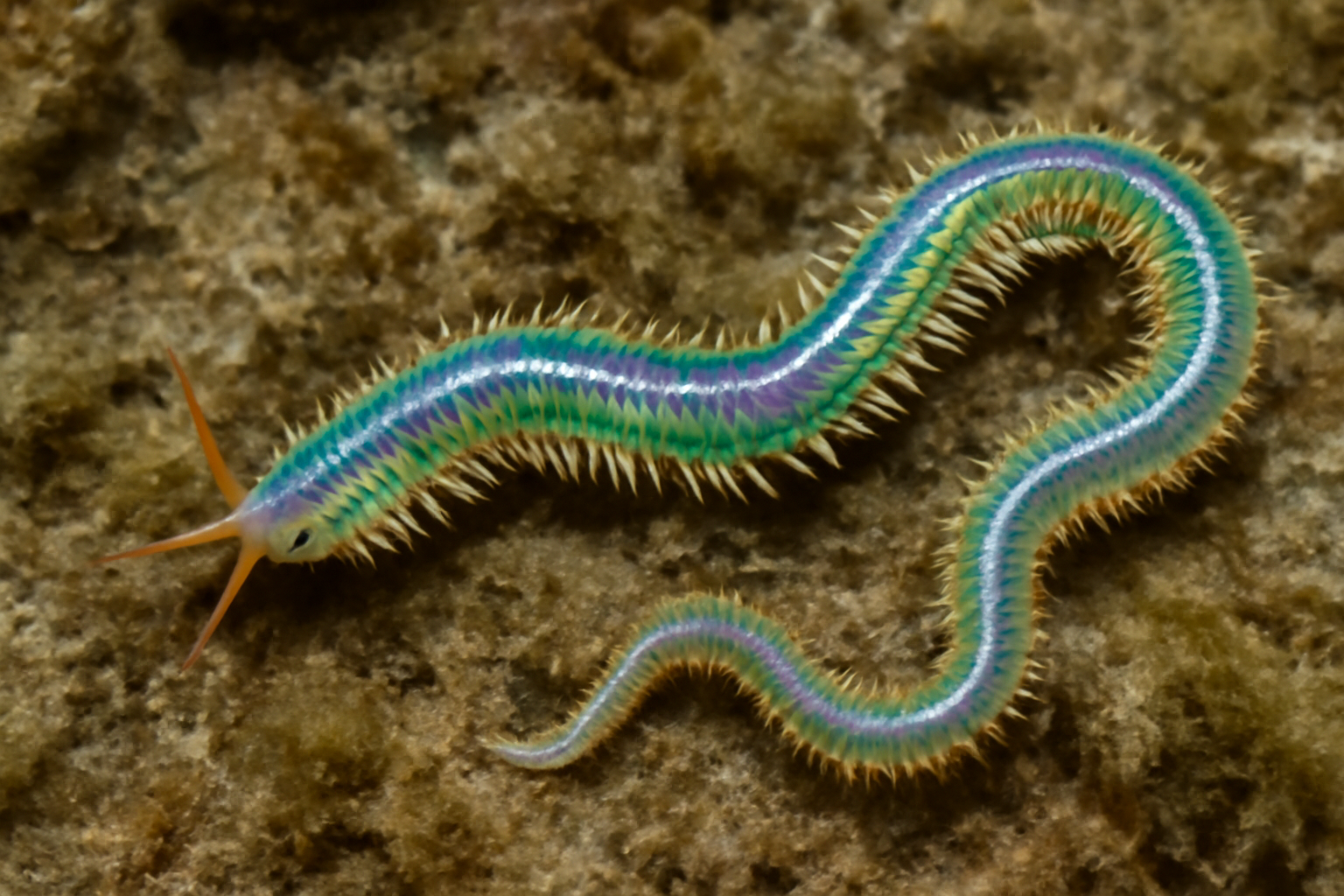 Eulalia Worms