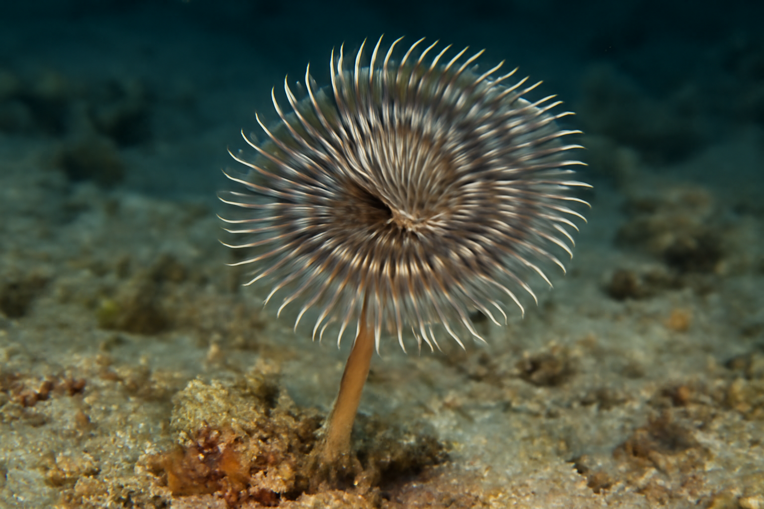 Feather-headed Worms