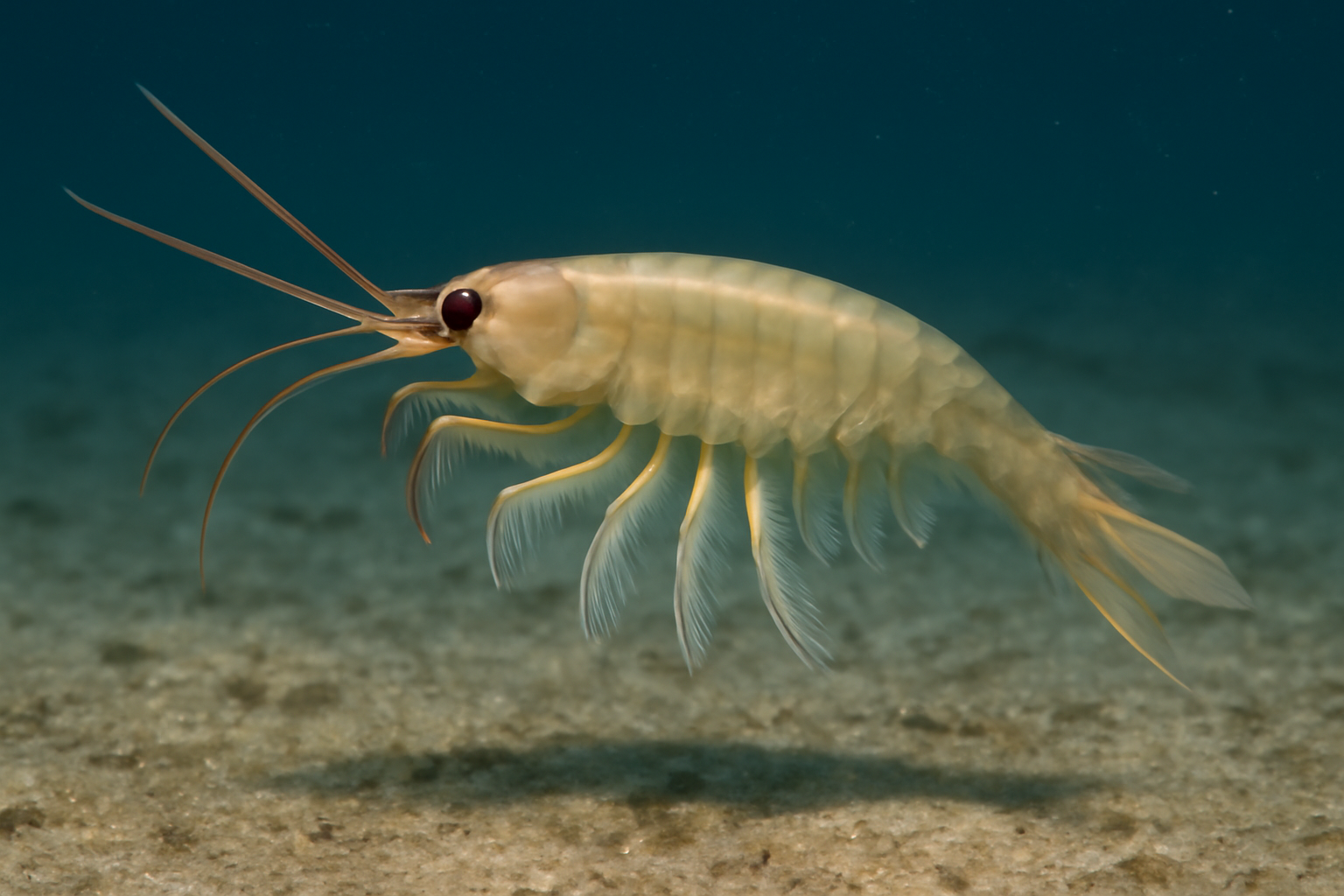 Thalenessa