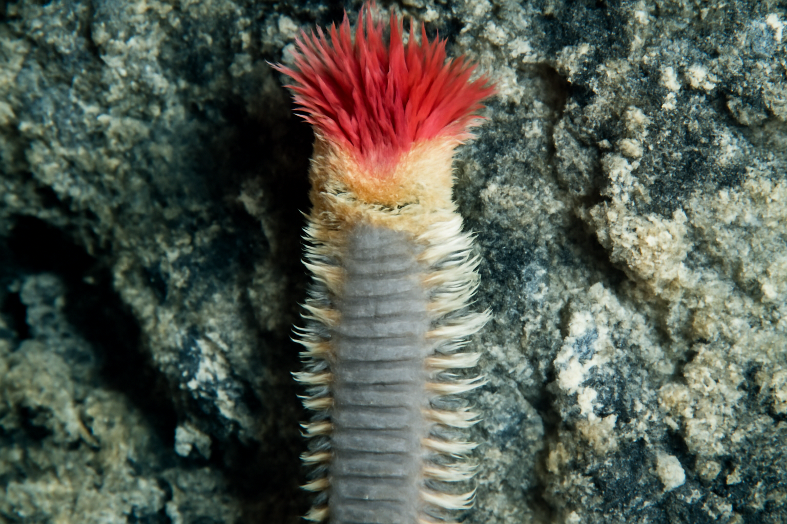 Alvinella