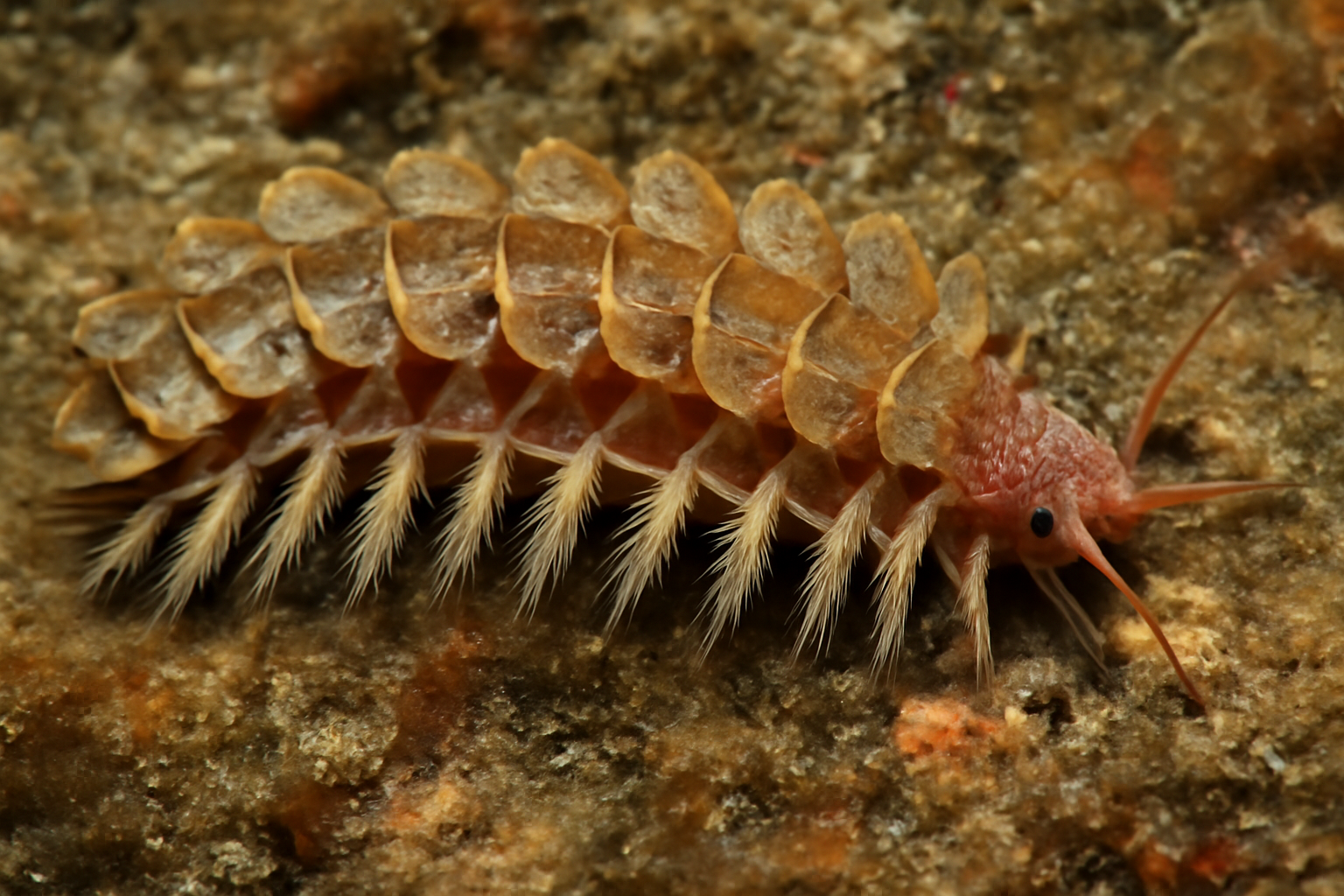 Polynoe