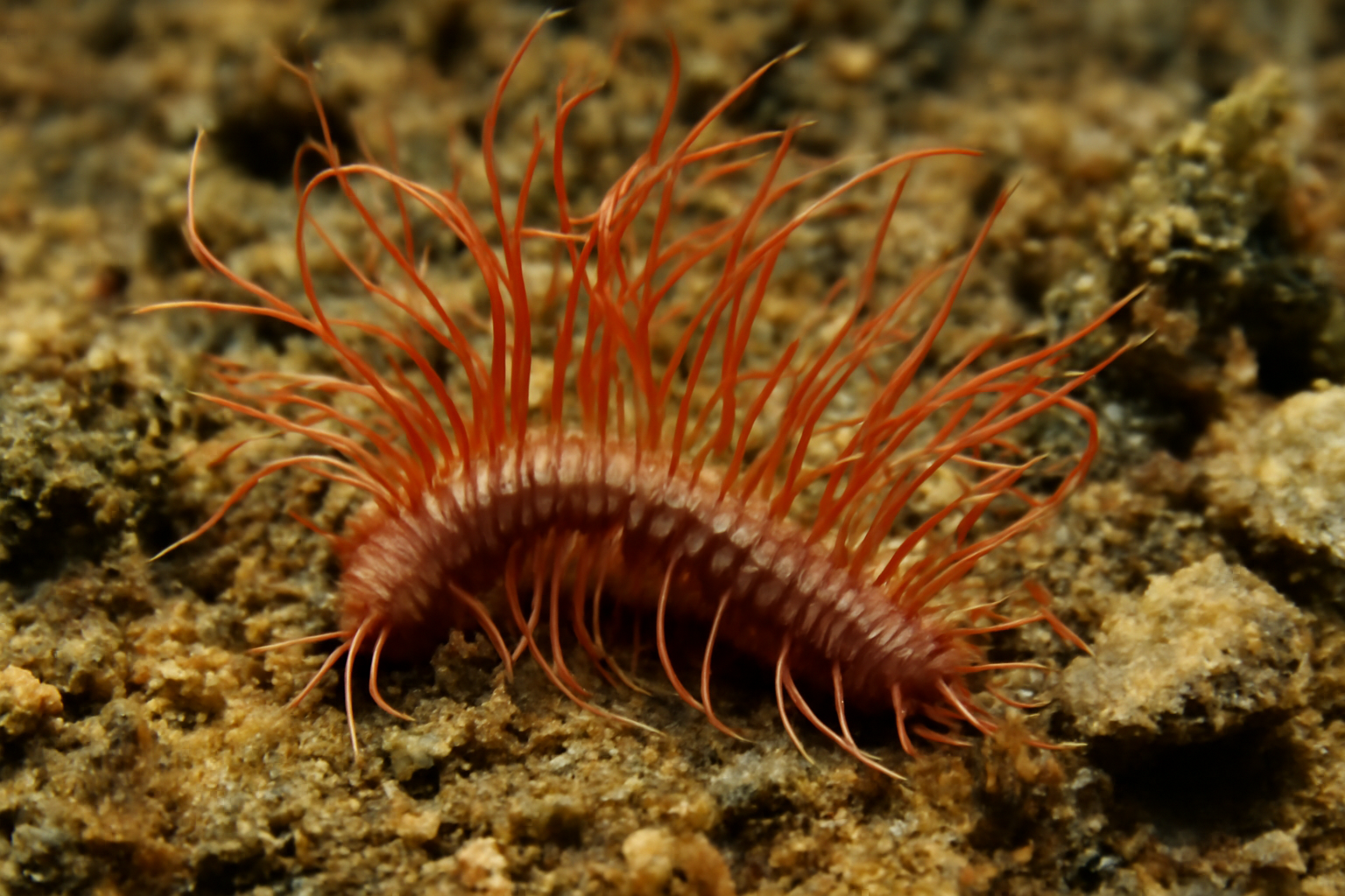 Cirratulus