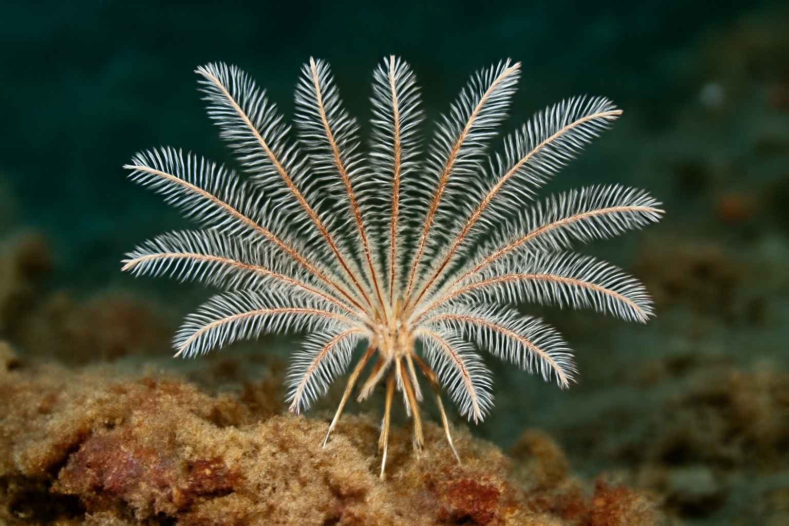 Heterocirrus