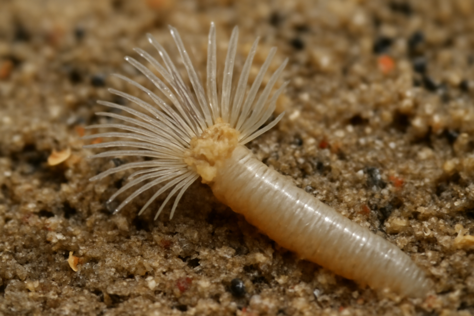 Monticellina