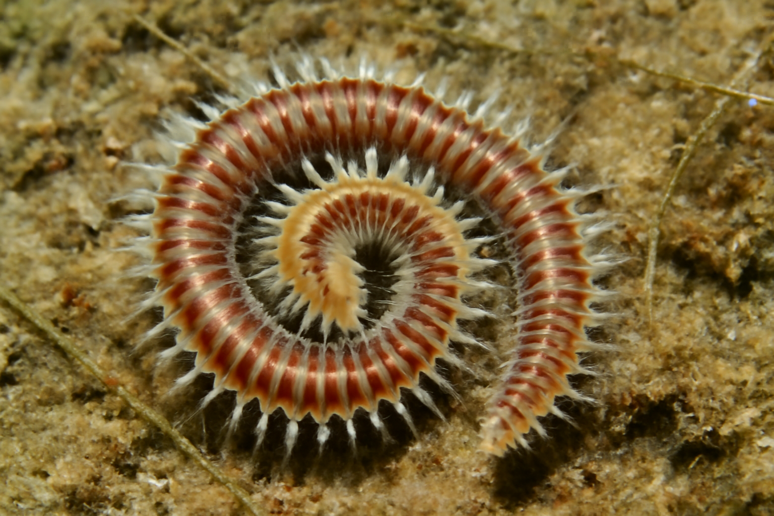 Timarete